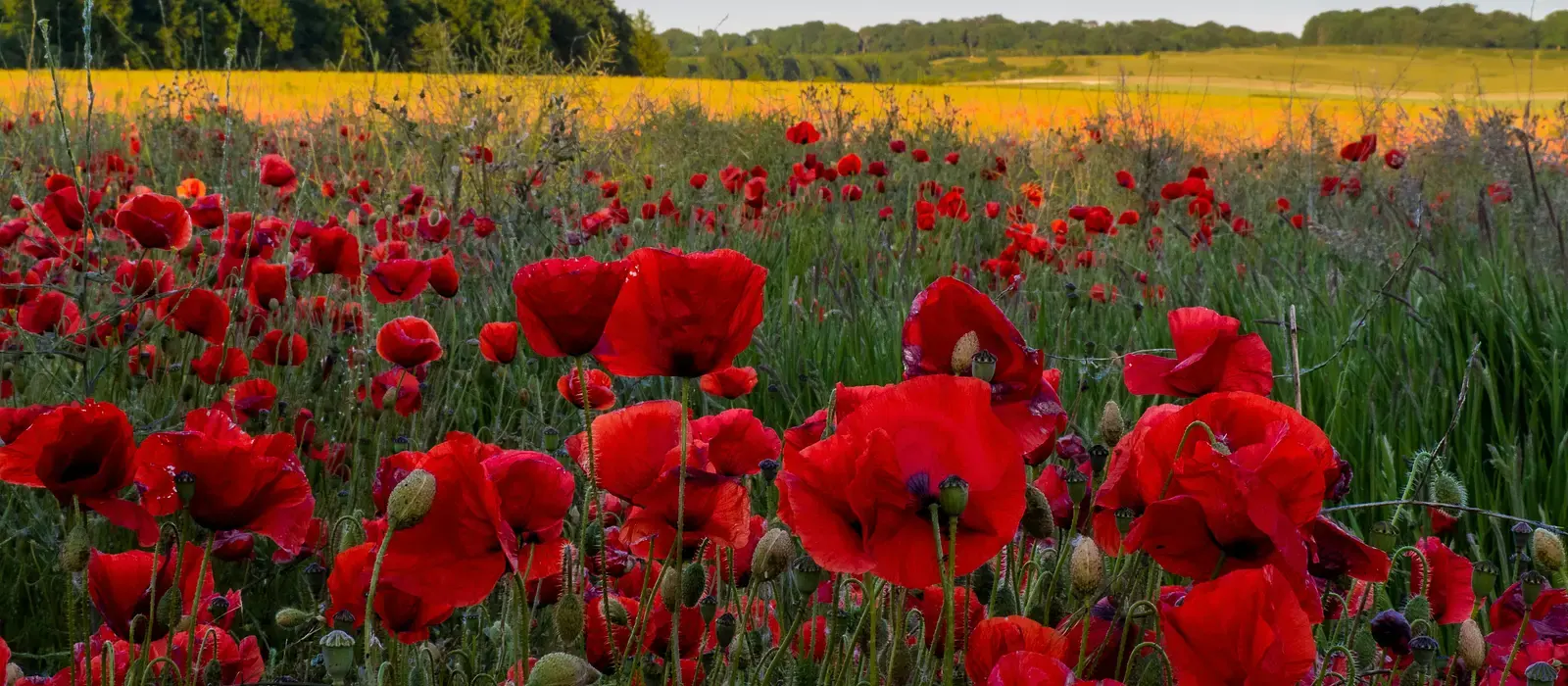 Un champ de coquelicots rouges en fleur dans la lumière chaude de la fin du printemps