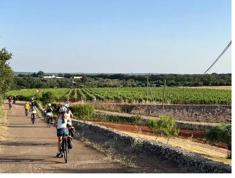 Un groupe en excursion à vélo électrique passant devant vignes et murets de pierre sèche dans la campagne près d’Ostuni